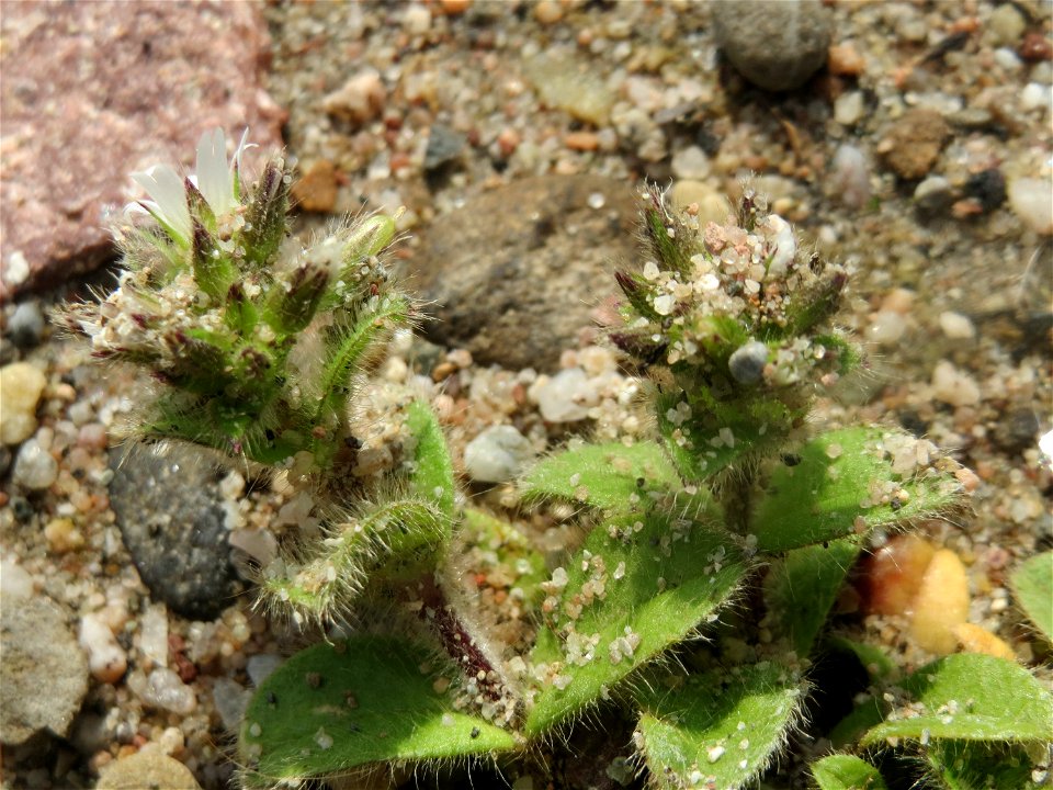 Knäuel-Hornkraut (Cerastium glomeratum) in Hockenheim