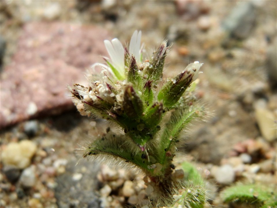 Knäuel-Hornkraut (Cerastium glomeratum) in Hockenheim