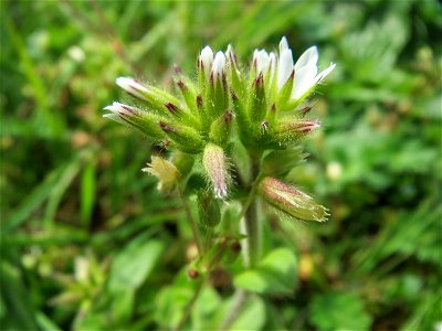 Knäuel-Hornkraut (Cerastium glomeratum) im Neuenheimer Feld in Heidelberg