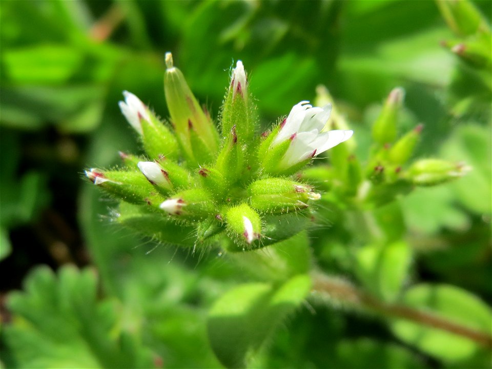 Knäuel-Hornkraut (Cerastium glomeratum) im Neuenheimer Feld in Heidelberg