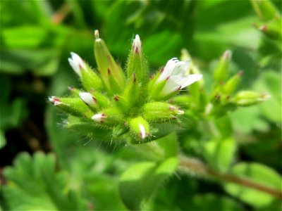 Knäuel-Hornkraut (Cerastium glomeratum) im Neuenheimer Feld in Heidelberg
