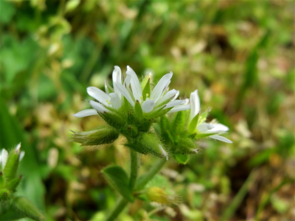 Knäuel-Hornkraut (Cerastium glomeratum) im Neuenheimer Feld in Heidelberg