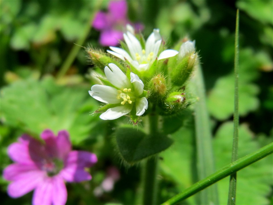 Knäuel-Hornkraut (Cerastium glomeratum) in der Kurfürsten-Anlage in Heidelberg