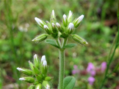 Knäuel-Hornkraut (Cerastium glomeratum) in Hockenheim