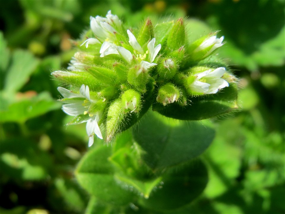 Knäuel-Hornkraut (Cerastium glomeratum) in der Kurfürsten-Anlage in Heidelberg
