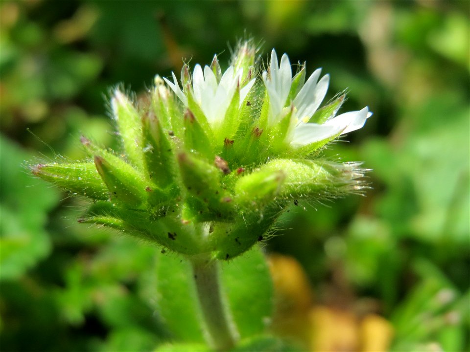 Knäuel-Hornkraut (Cerastium glomeratum) im Neuenheimer Feld in Heidelberg