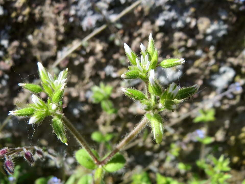Ritzen-Botanik: Knäuel-Hornkraut (Cerastium glomeratum) in Hockenheim