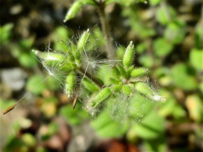 Ritzen-Botanik: Knäuel-Hornkraut (Cerastium glomeratum) in Hockenheim
