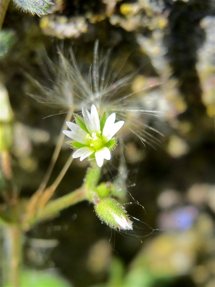 Ritzen-Botanik: Knäuel-Hornkraut (Cerastium glomeratum) in Hockenheim