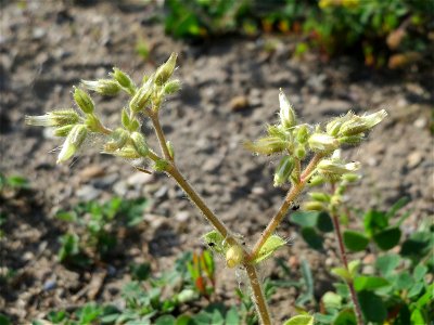 Knäuel-Hornkraut (Cerastium glomeratum) auf einer Brachfläche am Messplatz in Hockenheim