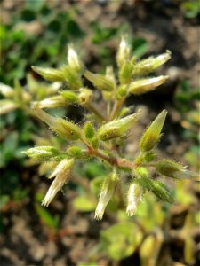 Knäuel-Hornkraut (Cerastium glomeratum) auf einer Brachfläche am Messplatz in Hockenheim