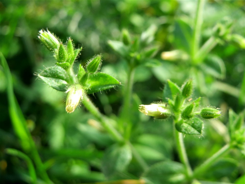 Knäuel-Hornkraut (Cerastium glomeratum) auf einem Grünstreifen zwischen Eisenbahnstraße und Am Damm in Hockenheim - blüht hier ungewöhnlicherweise im Herbst ein zweites mal