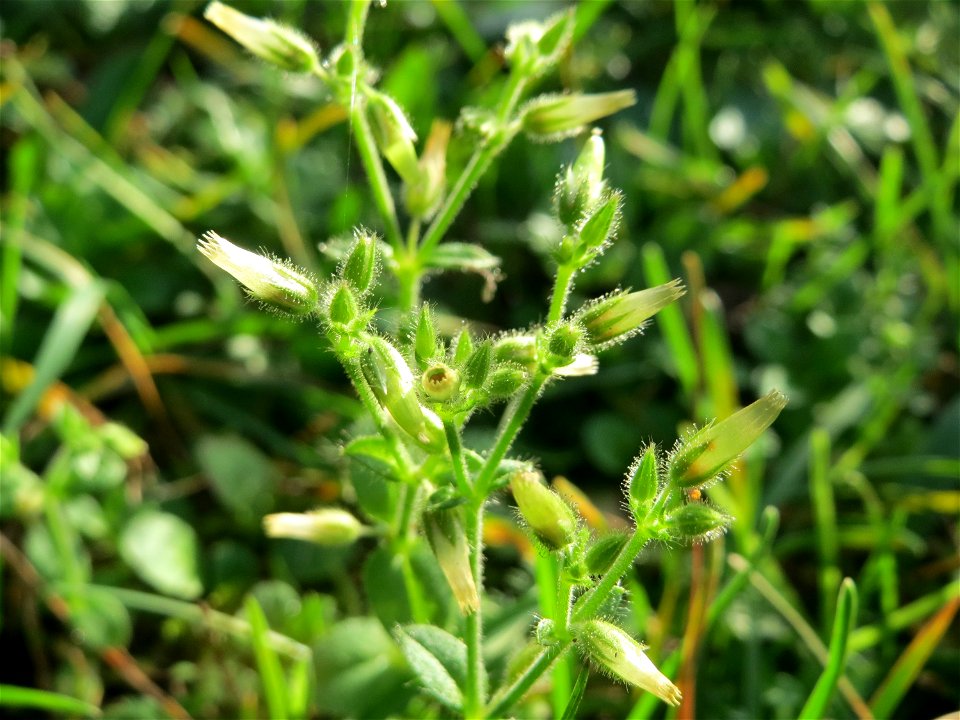 Knäuel-Hornkraut (Cerastium glomeratum) auf einem Grünstreifen zwischen Eisenbahnstraße und Am Damm in Hockenheim - blüht hier ungewöhnlicherweise im Herbst ein zweites mal