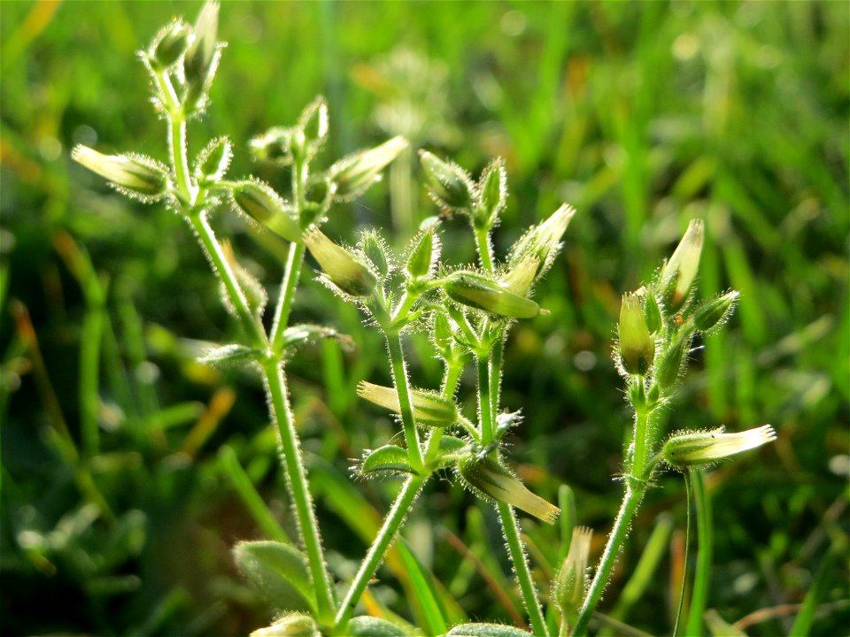 Knäuel-Hornkraut (Cerastium glomeratum) auf einem Grünstreifen zwischen Eisenbahnstraße und Am Damm in Hockenheim - blüht hier ungewöhnlicherweise im Herbst ein zweites mal