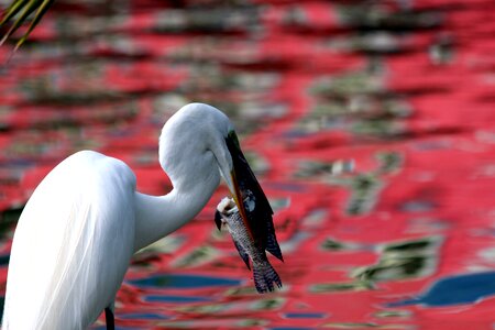 Long-legged bird lunch