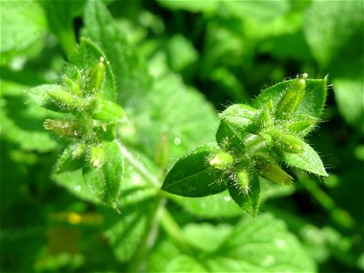 Knäuel-Hornkraut (Cerastium glomeratum) in der ehem. Bismarckanlage in Sankt Arnual