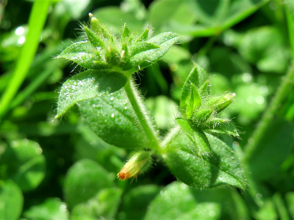Knäuel-Hornkraut (Cerastium glomeratum) in der ehem. Bismarckanlage in Sankt Arnual