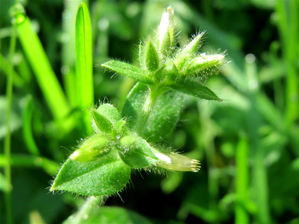 Knäuel-Hornkraut (Cerastium glomeratum) in der ehem. Bismarckanlage in Sankt Arnual