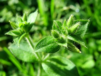 Knäuel-Hornkraut (Cerastium glomeratum) in der ehem. Bismarckanlage in Sankt Arnual