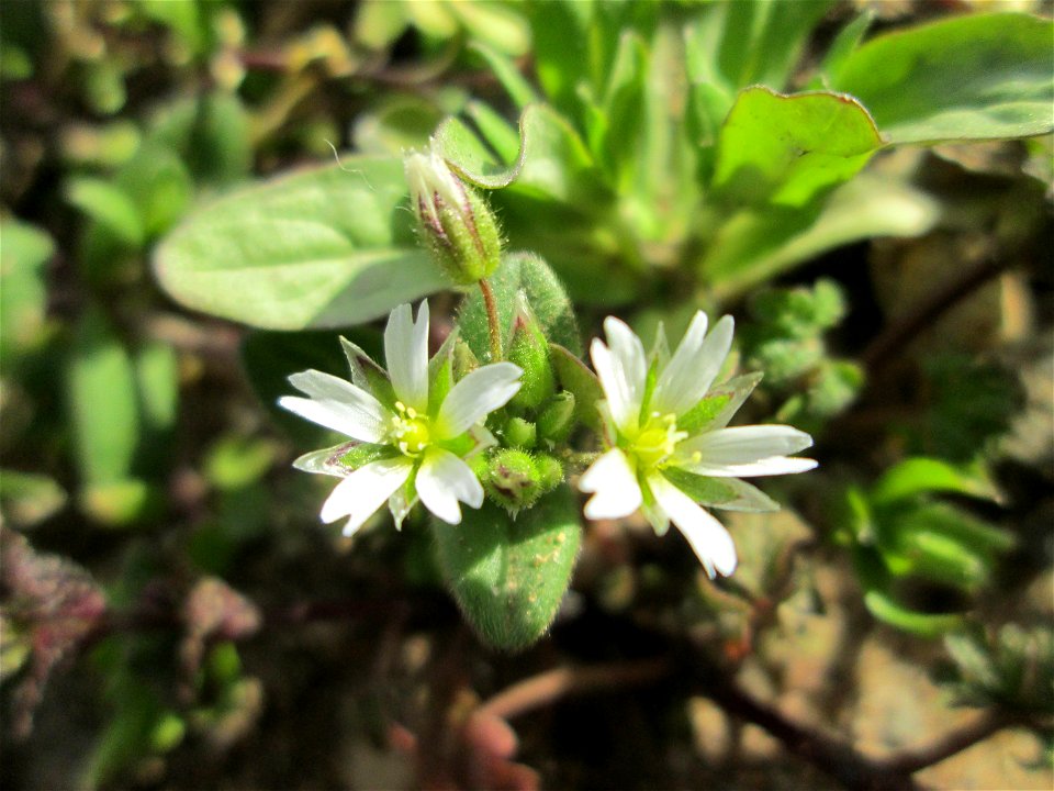 Erstes Sand-Hornkraut (Cerastium semidecandrum) in Hockenheim-Talhaus - typisch auf offenen Sandflächen