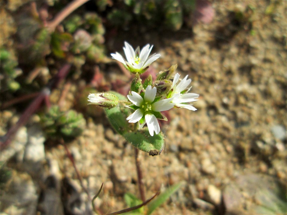 Erstes Sand-Hornkraut (Cerastium semidecandrum) in Hockenheim-Talhaus - typisch auf offenen Sandflächen
