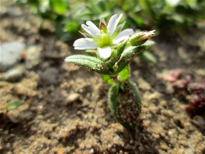 Erstes Sand-Hornkraut (Cerastium semidecandrum) in Hockenheim-Talhaus - typisch auf offenen Sandflächen