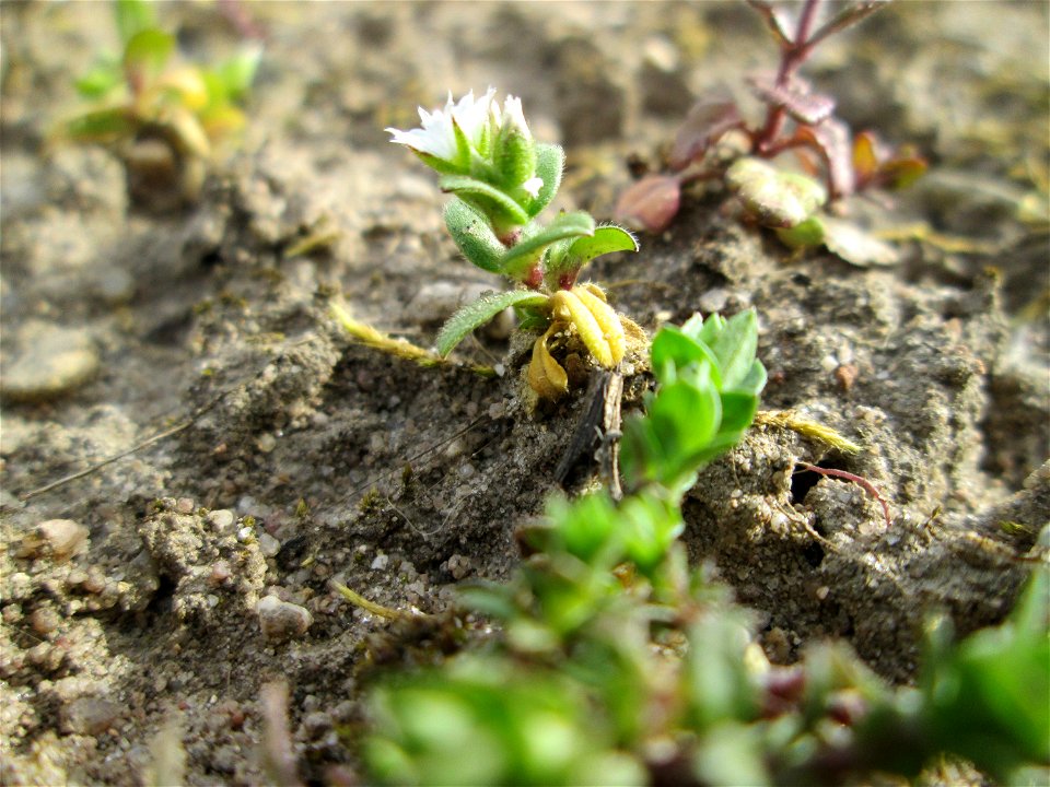 Sand-Hornkraut (Cerastium semidecandrum) in einem kleinen Sandmagerrasen-Biotop in Hockenheim-Talhaus