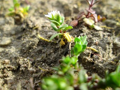 Sand-Hornkraut (Cerastium semidecandrum) in einem kleinen Sandmagerrasen-Biotop in Hockenheim-Talhaus