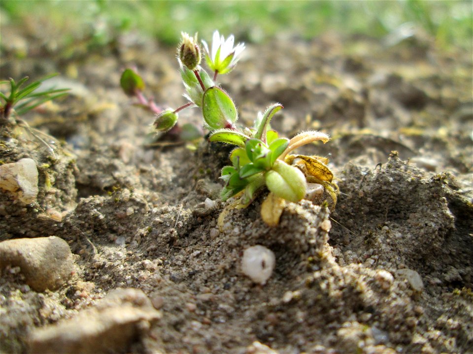 Sand-Hornkraut (Cerastium semidecandrum) in einem kleinen Sandmagerrasen-Biotop in Hockenheim-Talhaus