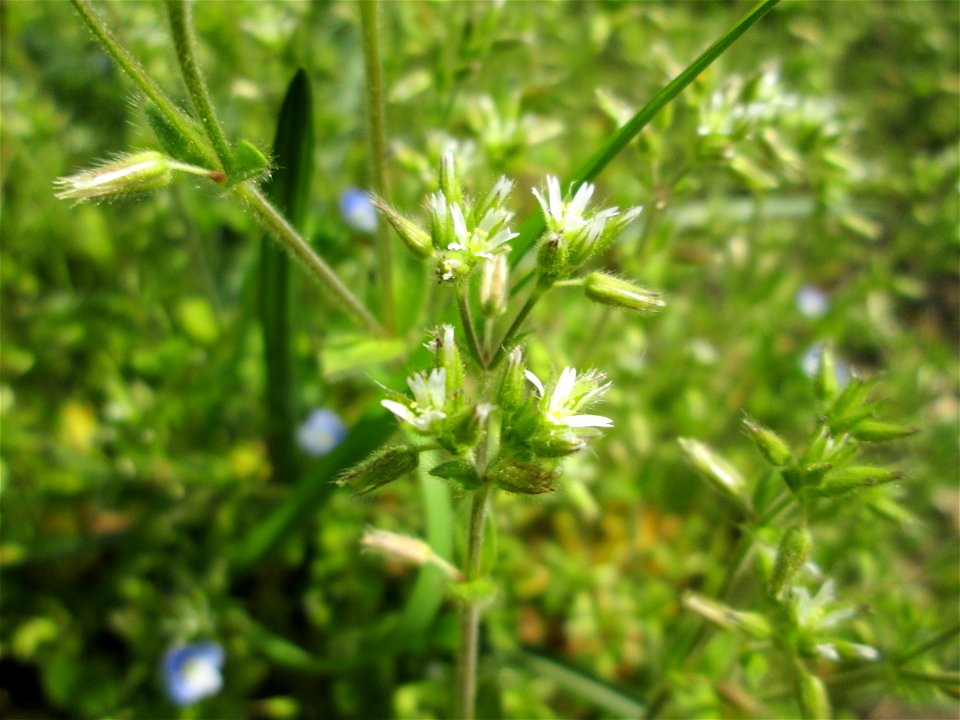 Knäuel-Hornkraut (Cerastium glomeratum) am Nußberg-Denkmal (Landschaftsschutzgebiet) in Alt-Saarbrücken