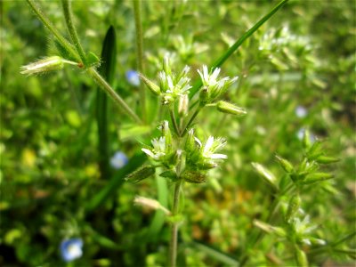 Knäuel-Hornkraut (Cerastium glomeratum) am Nußberg-Denkmal (Landschaftsschutzgebiet) in Alt-Saarbrücken