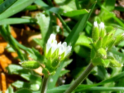 Cerastium glomeratum flowers close up, Dehesa Boyal de Puertollano, Spain
