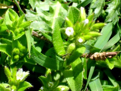 Cerastium glomeratum inflorescence, Dehesa Boyal de Puertollano, Spain