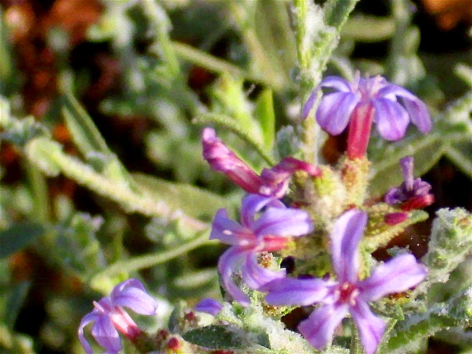 Plumbago europaea  flower close up Campo de Calatrava, Spain
