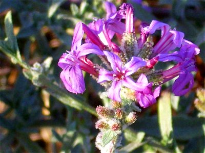 Plumbago europaea flower close up Campo de Calatrava, Spain