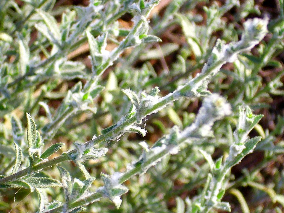 Plumbago europaea stems and leaves Campo de Calatrava, Spain