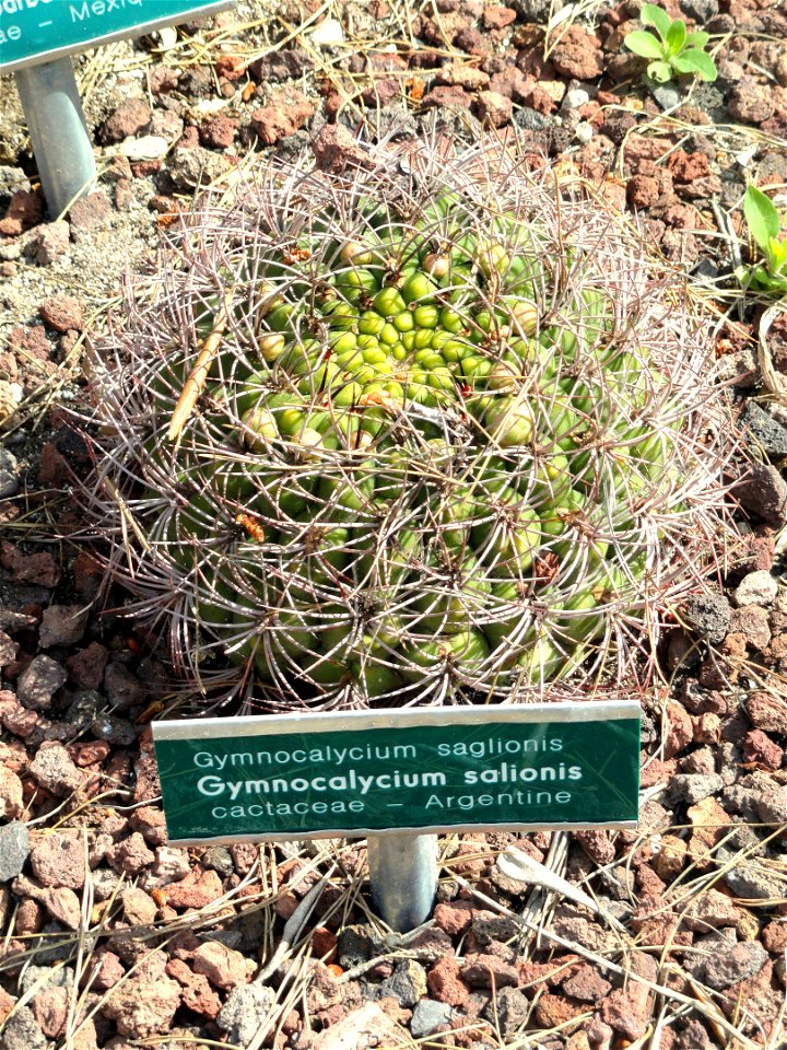 Gymnocalycium saglionis specimen in the Villa Ephrussi de Rothschild, Saint-Jean-Cap-Ferrat, France.