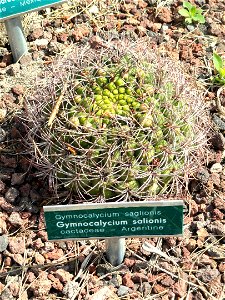 Gymnocalycium saglionis specimen in the Villa Ephrussi de Rothschild, Saint-Jean-Cap-Ferrat, France.