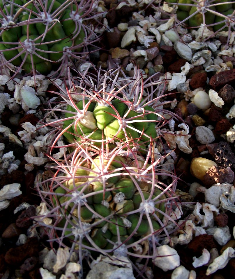Gymnocalycium saglionis at the Volunteer Park Conservatory, Seattle, Washington, USA. Identified by sign.