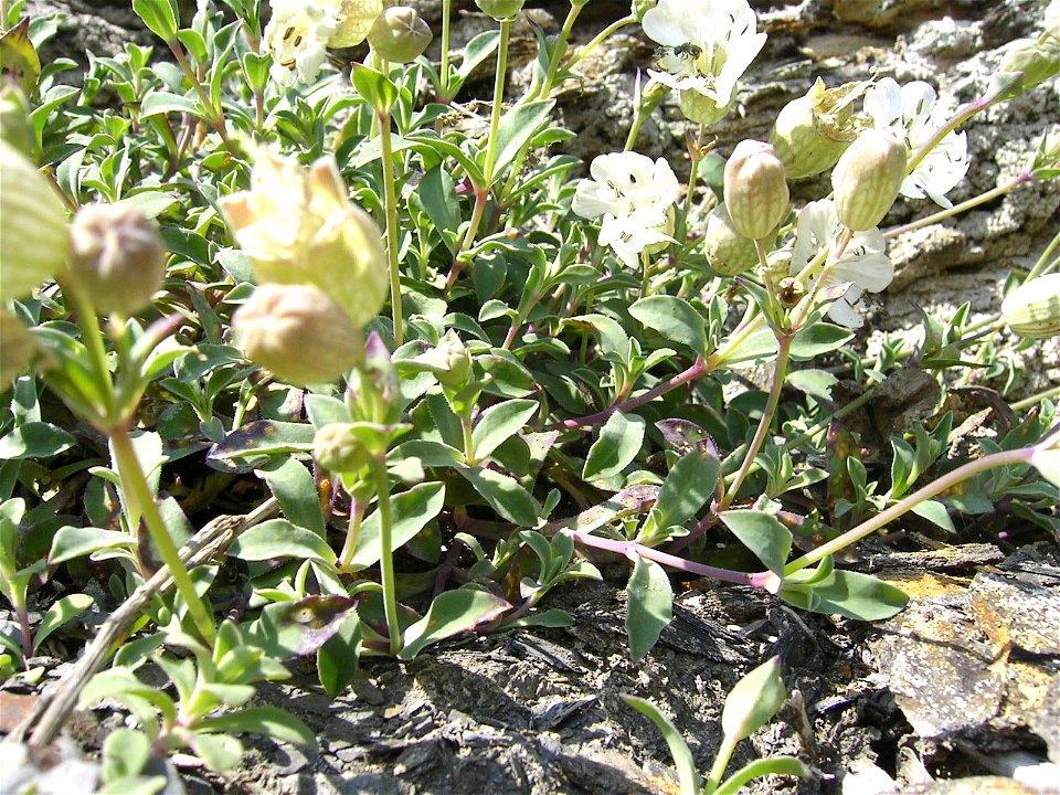 Sea campion