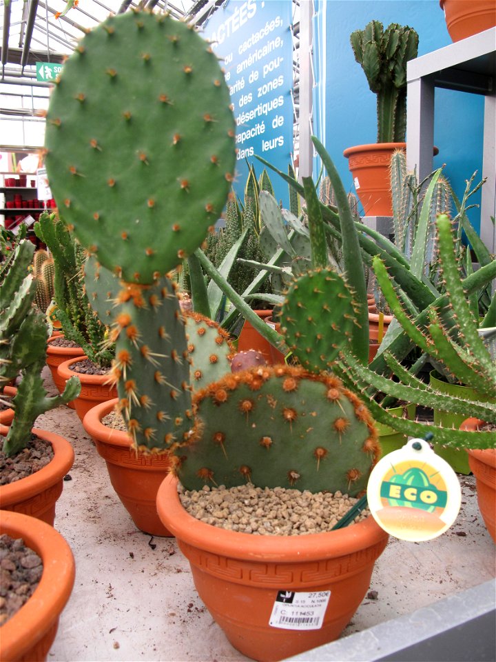 Opuntia aciculata in a garden centre. Identified by its commercial botanic label.