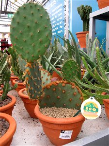 Opuntia aciculata in a garden centre. Identified by its commercial botanic label.