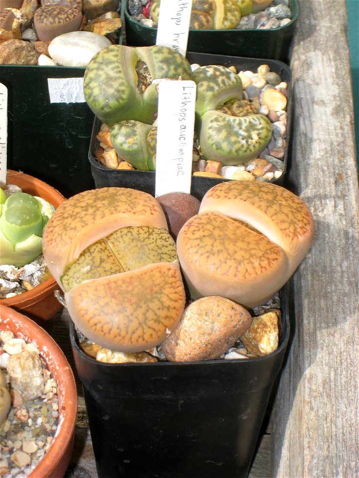 Lithops aucampiae, in the Tower Hill Botanic Garden, Boylston, Massachusetts, USA.
