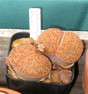 Lithops aucampiae, in the Tower Hill Botanic Garden, Boylston, Massachusetts, USA.