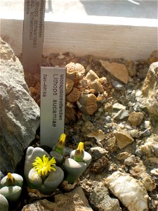 Lithops aucamiae [sic] = Lithops aucampiae, Oslo Botanical Garden, Oslo, Norway.