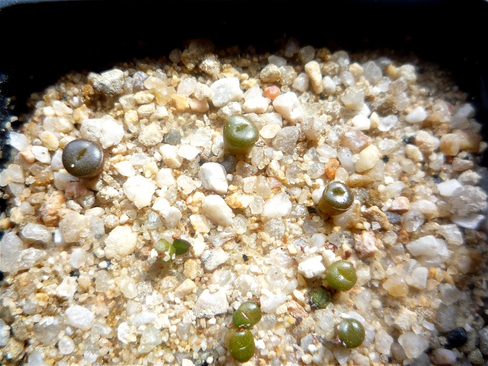 Semillero de Lithops aucampiae ssp. aucampiae v. koelemanii(C256) y Lithops otzeniana(C350). Sembradas el 16/02/09, habiendo pasado casi 2 meses desde la siembra.