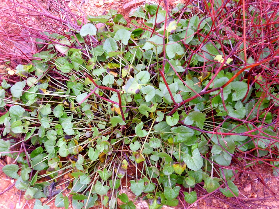 Rumex induratus leaves, Dehesa Boyal de Puertollano, Spain