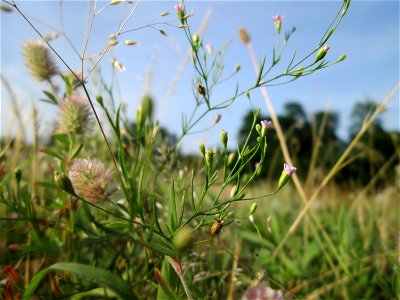 Mauer-Gipskraut (Gypsophila muralis) auf einer Parkplatzwiese in Hockenheim