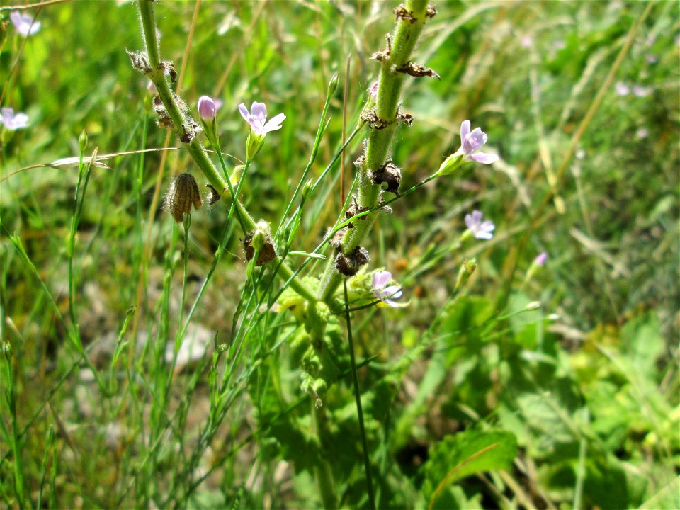 Mauer-Gipskraut (Gypsophila muralis) auf einem Wildblumenstreifen zwischen Mainzer und Halbergstraße in Saarbrücken