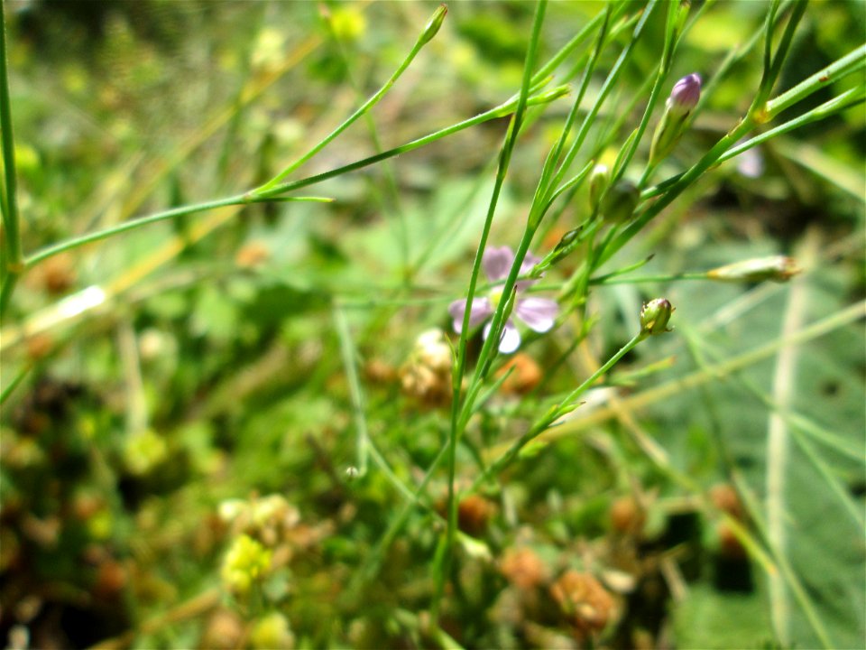 Mauer-Gipskraut (Gypsophila muralis) auf einem Wildblumenstreifen zwischen Mainzer und Halbergstraße in Saarbrücken
